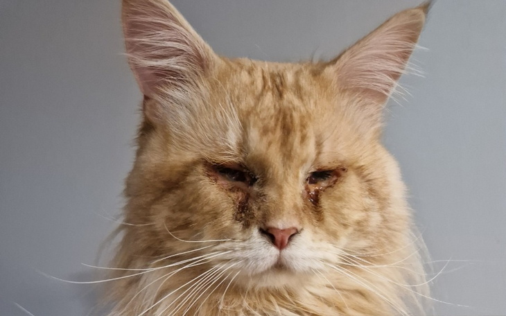 Kot z długim futrem, wyglądający na smutnego lub zmęczonego.