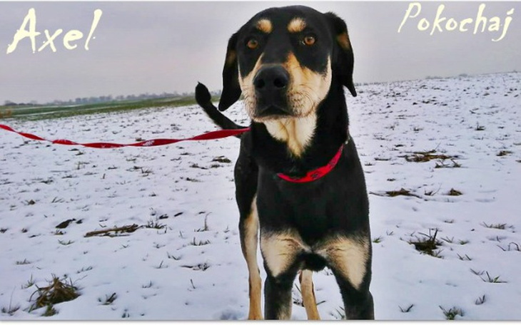 Zbiórka Axel ZBIERA na HOTELIK - zdjęcie główne