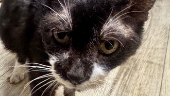 Zbiórka Oreo - czy zabije go cukrzyca? - miniaturka zdjęcia