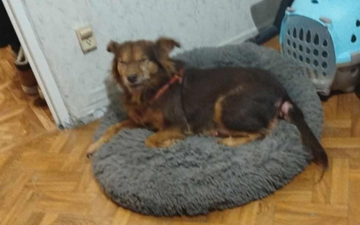 Pies odpoczywający na miękkim legowisku w domu.