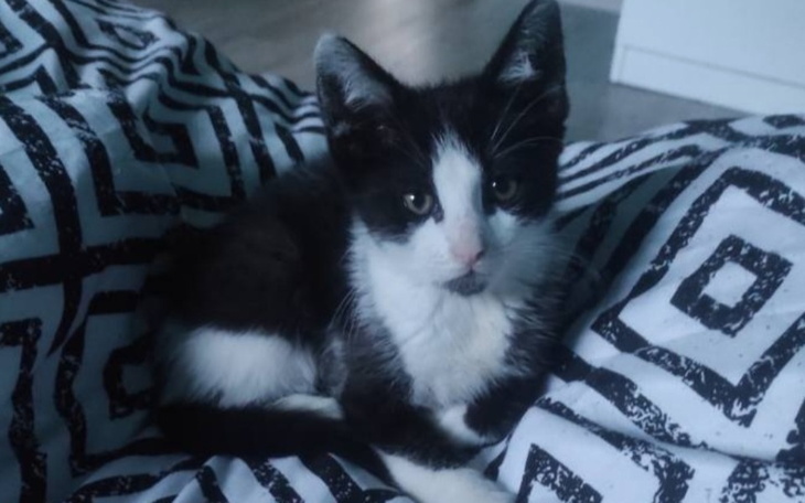 Zbiórka Johnny walczy o życie - zdjęcie główne