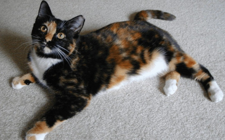 Zbiórka Dług w lecznicy za lale 800 zł - zdjęcie główne