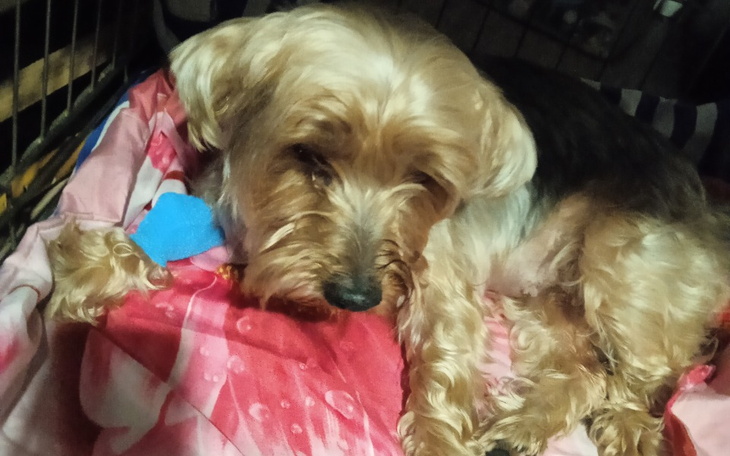 Zbiórka Pomóż uratować życie naszej Roxi - zdjęcie główne