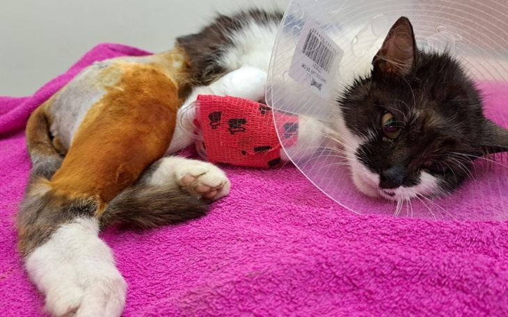 Zbiórka Życie Coco warte 3000 zł - zdjęcie główne