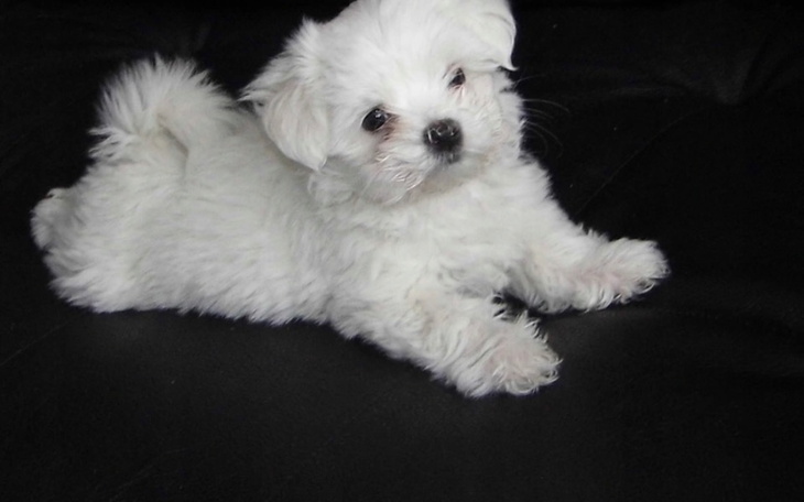 Zbiórka Maltańczyk Szczeniak - zdjęcie główne