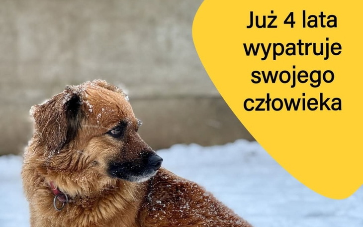 Pies czeka na swojego właściciela.