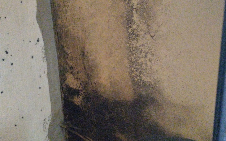 Zbiórka Pozbycie się grzyba - zdjęcie główne