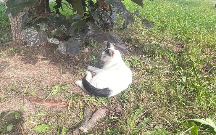 Biały kot odpoczywający na trawie w cieniu drzewa.