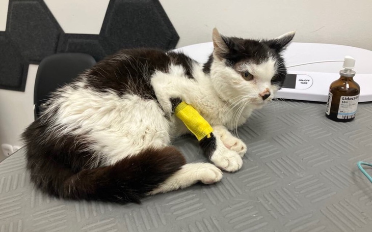 Zbiórka Oreo zabiera chłoniak, pomóżmy - zdjęcie główne