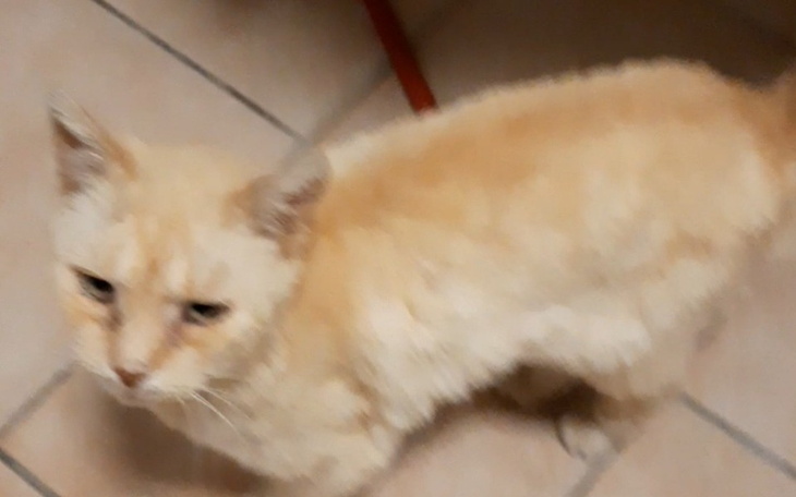 Zbiórka Na leczenie i karmę dla kota - zdjęcie główne