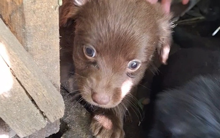 Mały szczeniak z brązowym futrem, patrzący z ukrycia.