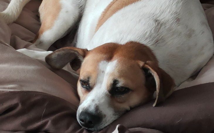 Zbiórka Operacja metodą TPLO dla Viki - zdjęcie główne