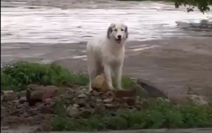 Zbiórka Wybawien dla zwierząt w powodzi - zdjęcie główne