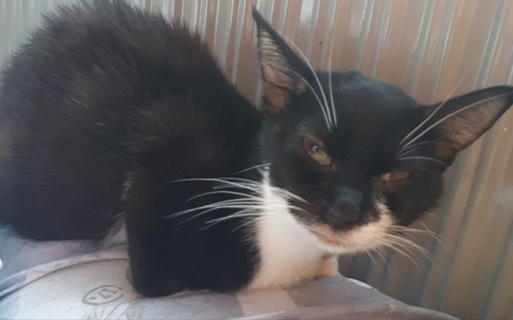 Zbiórka Pilna Pomoc dla chorej kotki - zdjęcie główne