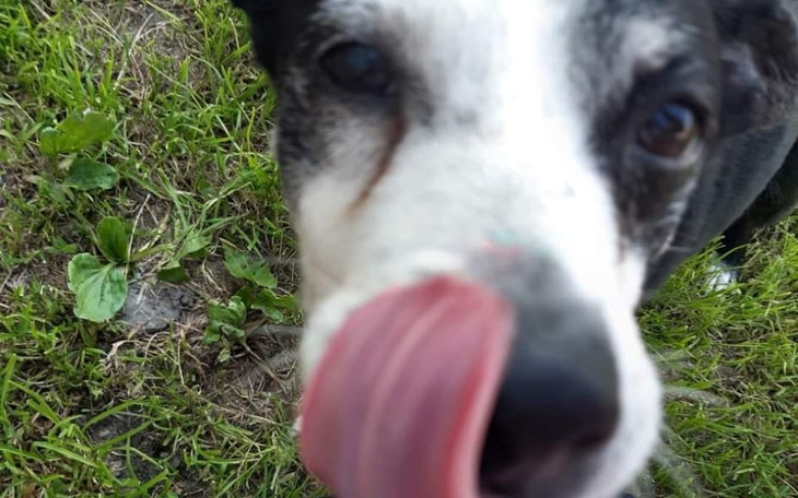 Zbiórka Pomóż reksowym kundelkom - zdjęcie główne