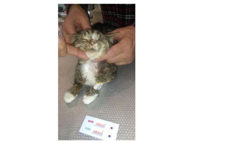 Zbiórka Marcyś - tylko ból od urodzenia - zdjęcie główne