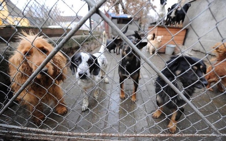Zbiórka POMOC W odbudowaniu SCHRONISKA - zdjęcie główne