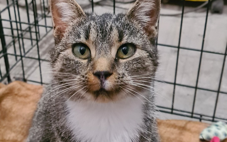 Zbiórka Aby Kasia mogła mieć dom.. - zdjęcie główne