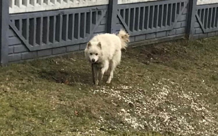 Zbiórka Ratunek dla cierpiącego psa - zdjęcie główne