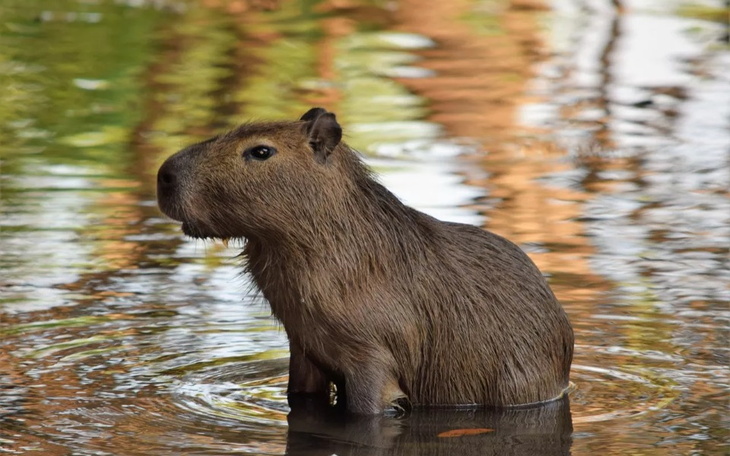 Zbiórka na kapibarę dla mrozisza - zdjęcie główne