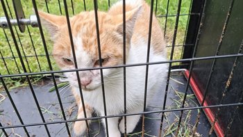 Zbiórka Rudo biała kotka prosi o pomoc - miniaturka zdjęcia