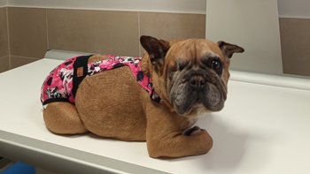 Zbiórka Layla walczy z guzem serca. - miniaturka zdjęcia