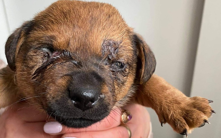 Zbiórka Niechciane i pogryzione - zdjęcie główne