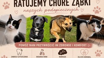 Zbiórka Zbieramy na leczenie zębów - miniaturka zdjęcia