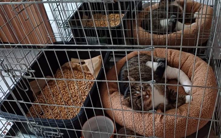 Zbiórka Zbieramy na operacje dla kotka - zdjęcie główne