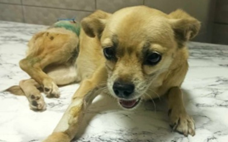 Zbiórka Leczenie ran postrzałowych - zdjęcie główne