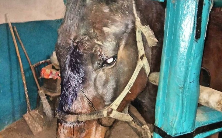 Zbiórka Schronisko dla zwierząt Pegas - zdjęcie główne