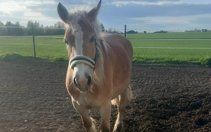 Zbiórka Kowal i leczenie kopyt - zdjęcie główne
