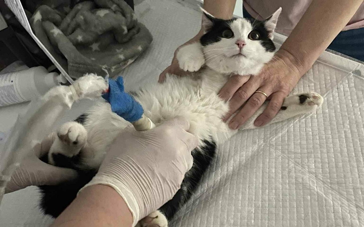 Kot w trakcie badania weterynaryjnego, leży na stole.