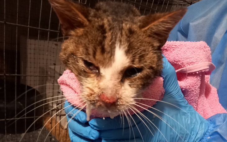 Chory kot trzymany w rękach, owinięty w ręcznik.