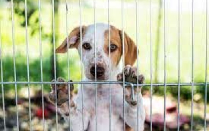 Zbiórka Na Schronisko Psi raj w pasłeku. - zdjęcie główne