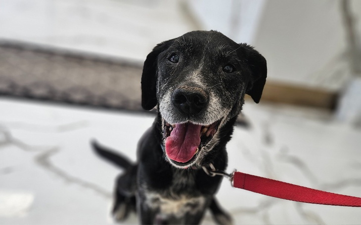 Szczęśliwy czarny pies z uśmiechem, siedzący na podłodze.