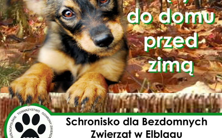 Zbiórka Pomagamy dla zwierząt w chronisk - zdjęcie główne