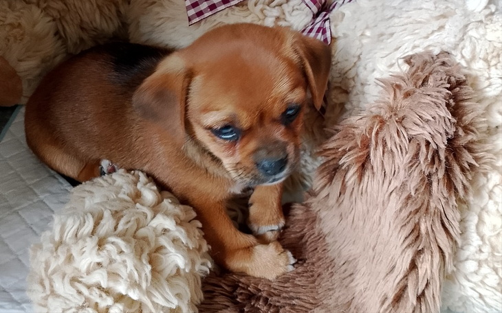 Zbiórka Nalusia z chorą łapką - zdjęcie główne