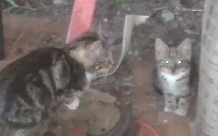 Zbiórka potrzebujemy ciepły dom - zdjęcie główne