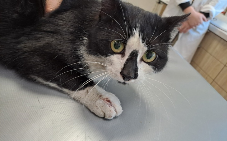 Zbiórka Ropień na łapce bezdomnego Ratuj - zdjęcie główne