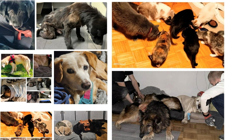 Grupa psów bawiących się razem w różnych pozach.