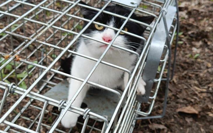 Kot w klatce, z wyrazem niezadowolenia na twarzy.