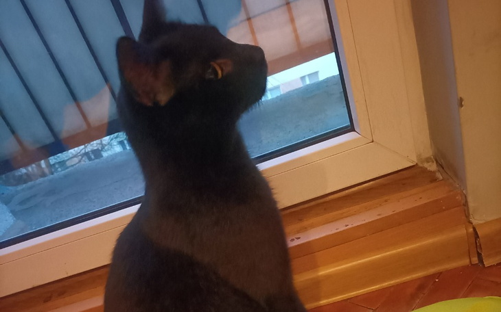 Zbiórka Kastracja kota - zdjęcie główne