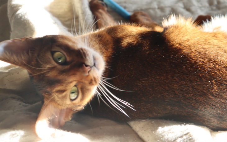 Zbiórka Okaż cudne serce Puszkowi - zdjęcie główne