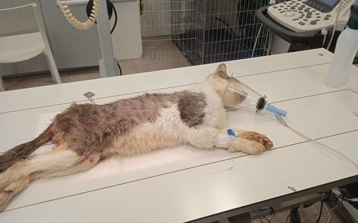 Zbiórka Nie potrafimy powiedzieć NIE - zdjęcie główne