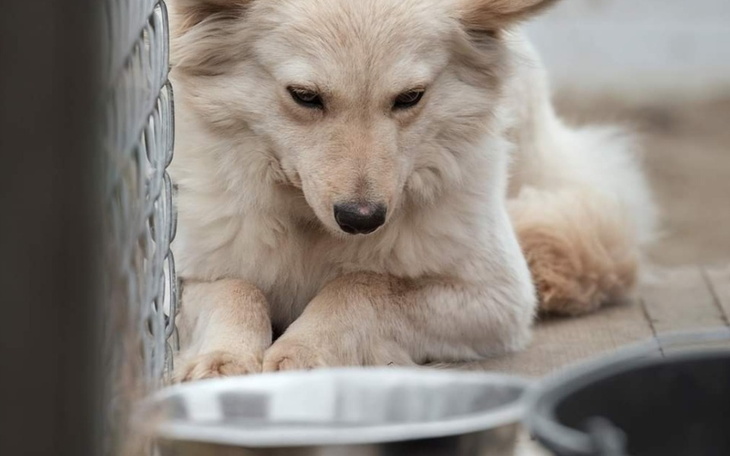 Pies o jasnym futrze leży obok miski.