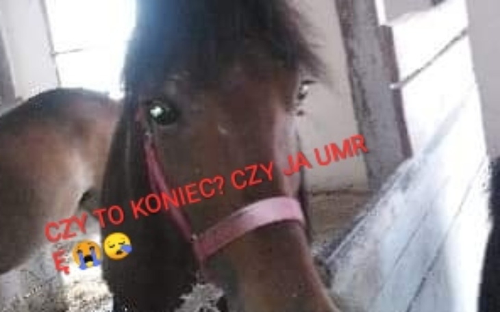 Zbiórka Malutkie dziecko prosi o wolność - zdjęcie główne