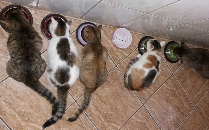 Zbiórka Kocia rodzinka potrzebuje pomocy - zdjęcie główne