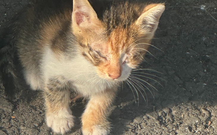 Zbiórka głodne cierpiące chore bezdomne - zdjęcie główne