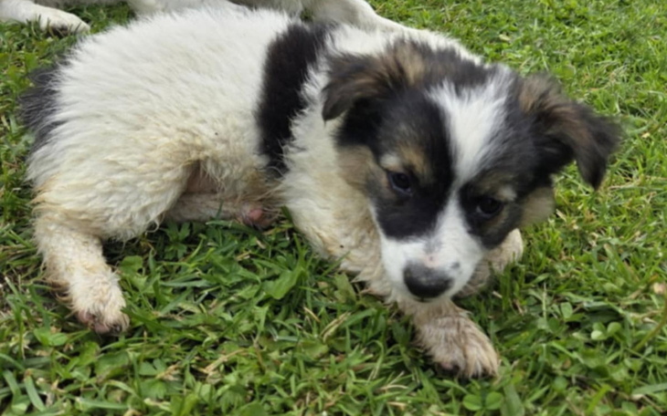 Szczeniak leżący na trawie, z białym i czarnym futrem.